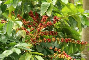 Presentan Estrategia Nacional para el Desarrollo de la Caficultura