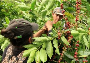 Presentan Estrategia Nacional para el Desarrollo de la Caficultura