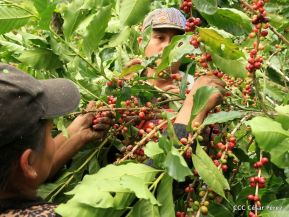Presentan Estrategia Nacional para el Desarrollo de la Caficultura