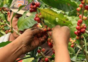 Presentan Estrategia Nacional para el Desarrollo de la Caficultura