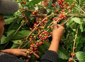 Presentan Estrategia Nacional para el Desarrollo de la Caficultura