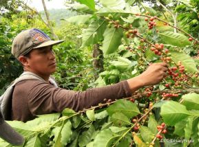 Presentan Estrategia Nacional para el Desarrollo de la Caficultura