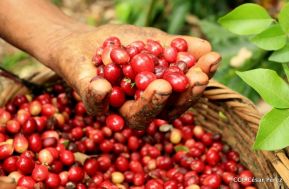 Presentan Estrategia Nacional para el Desarrollo de la Caficultura