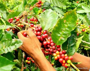 Presentan Estrategia Nacional para el Desarrollo de la Caficultura
