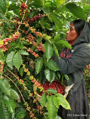Presentan Estrategia Nacional para el Desarrollo de la Caficultura