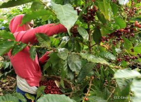 Presentan Estrategia Nacional para el Desarrollo de la Caficultura
