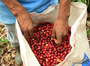 Presentan Estrategia Nacional para el Desarrollo de la Caficultura