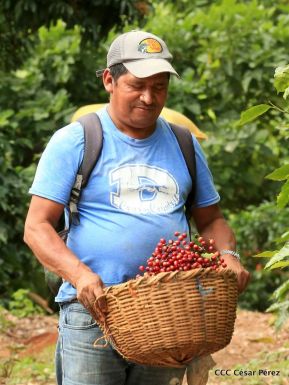 Presentan Estrategia Nacional para el Desarrollo de la Caficultura