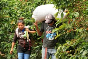 Presentan Estrategia Nacional para el Desarrollo de la Caficultura