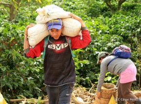 Presentan Estrategia Nacional para el Desarrollo de la Caficultura