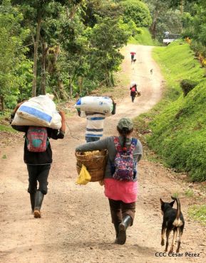 Presentan Estrategia Nacional para el Desarrollo de la Caficultura