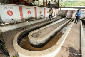 Presentan Estrategia Nacional para el Desarrollo de la Caficultura