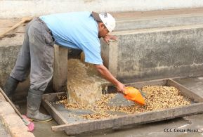 Presentan Estrategia Nacional para el Desarrollo de la Caficultura