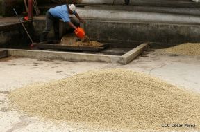 Presentan Estrategia Nacional para el Desarrollo de la Caficultura