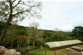 Presentan Estrategia Nacional para el Desarrollo de la Caficultura