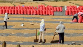 Presentan Estrategia Nacional para el Desarrollo de la Caficultura