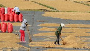 Presentan Estrategia Nacional para el Desarrollo de la Caficultura