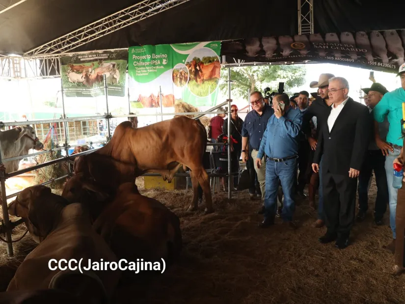 Feria Ganadera Agostina Internacional Managua 2026