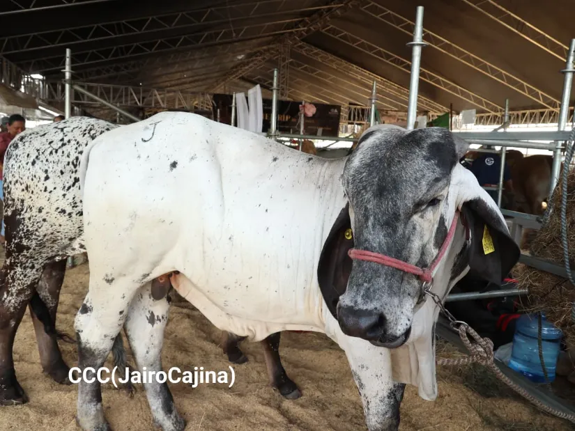 Feria Ganadera Agostina Internacional Managua 2026