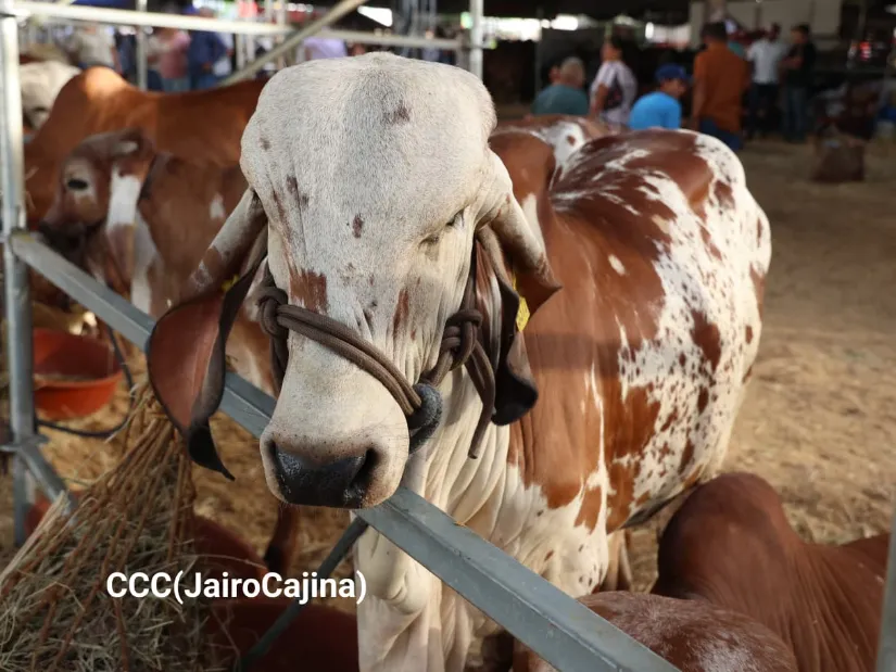 Feria Ganadera Agostina Internacional Managua 2026