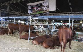 Feria Ganadera Agostina Internacional Managua 2026