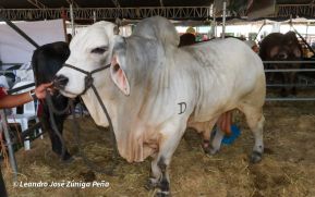 Feria Ganadera Agostina Internacional Managua 2026