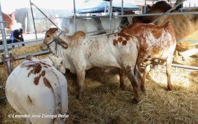 Feria Ganadera Agostina Internacional Managua 2026