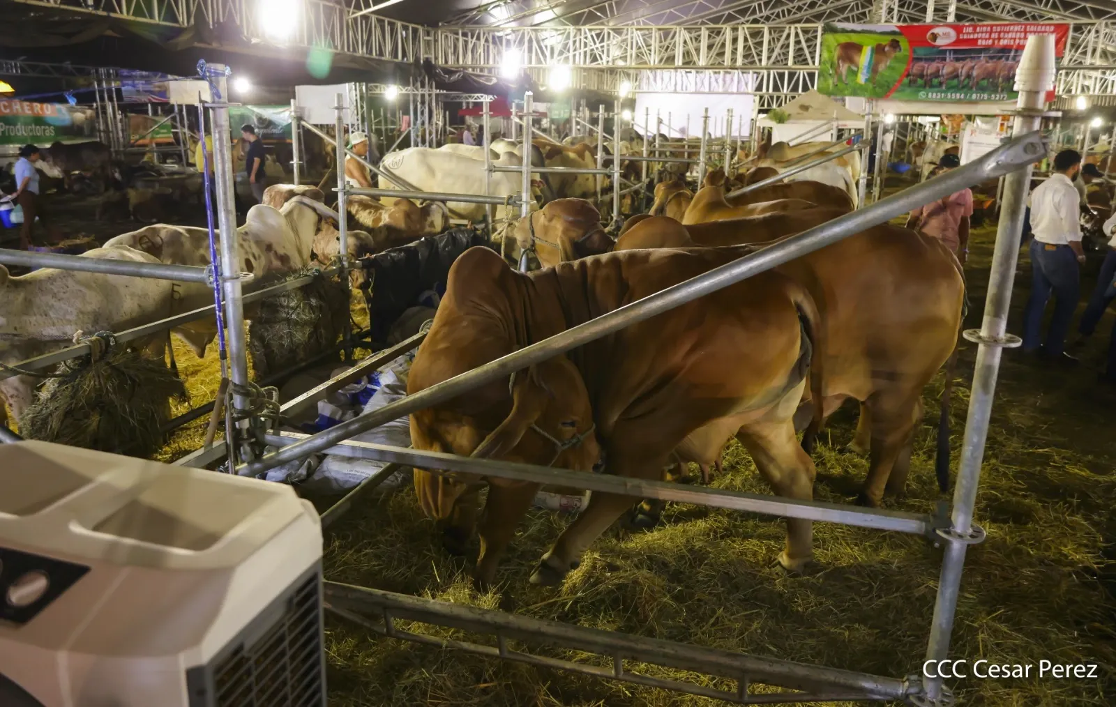 Feria Ganadera Agostina Internacional Managua 2026