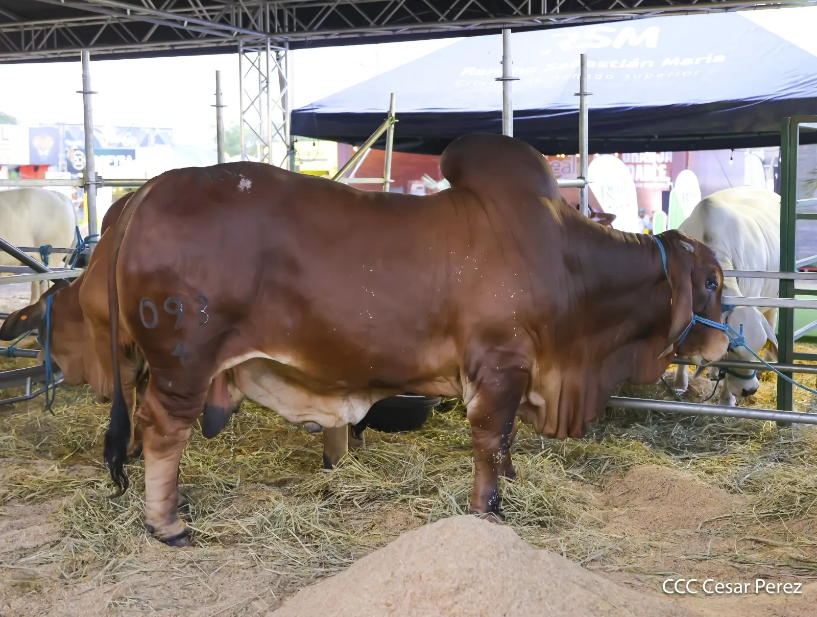 Feria Ganadera Agostina Internacional Managua 2026
