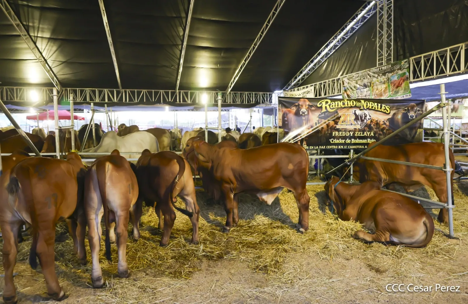 Feria Ganadera Agostina Internacional Managua 2026