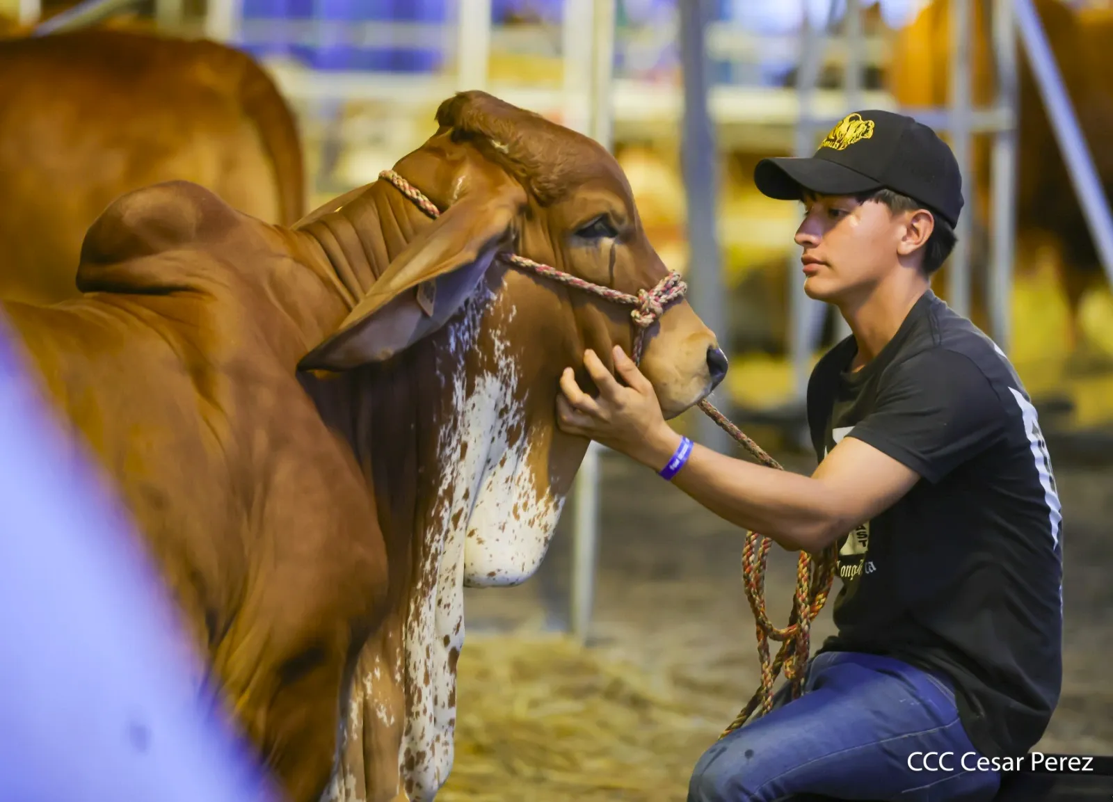 Feria Ganadera Agostina Internacional Managua 2026