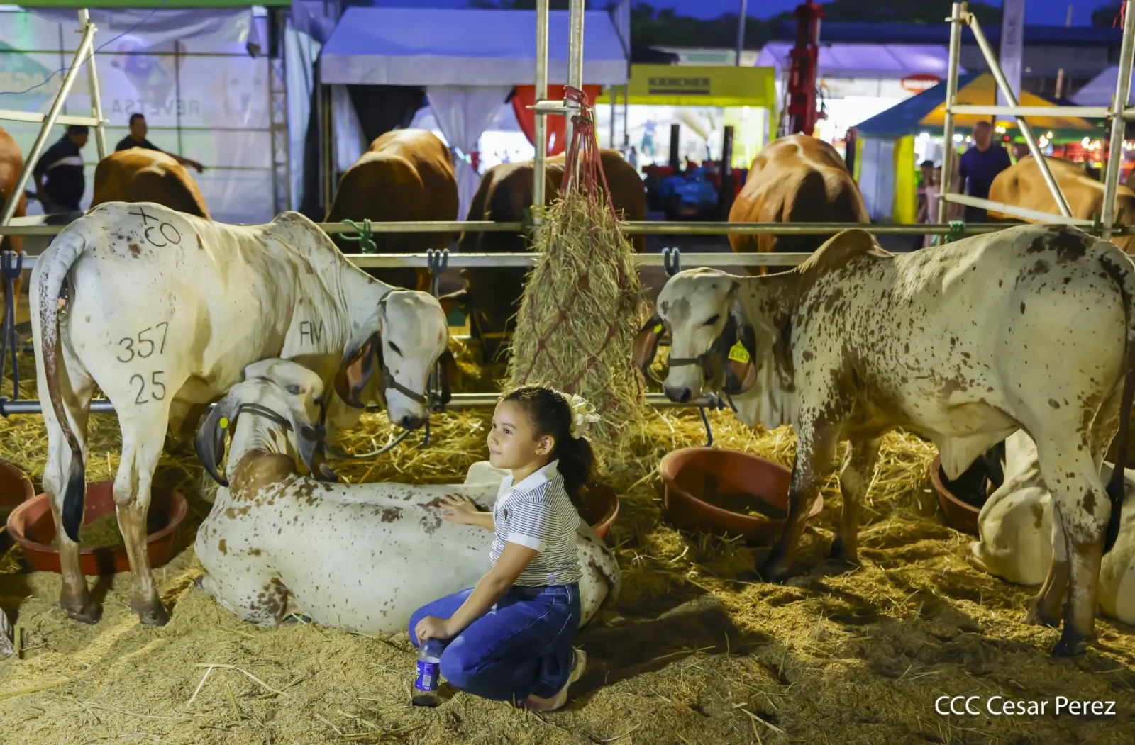 Feria Ganadera Agostina Internacional Managua 2026