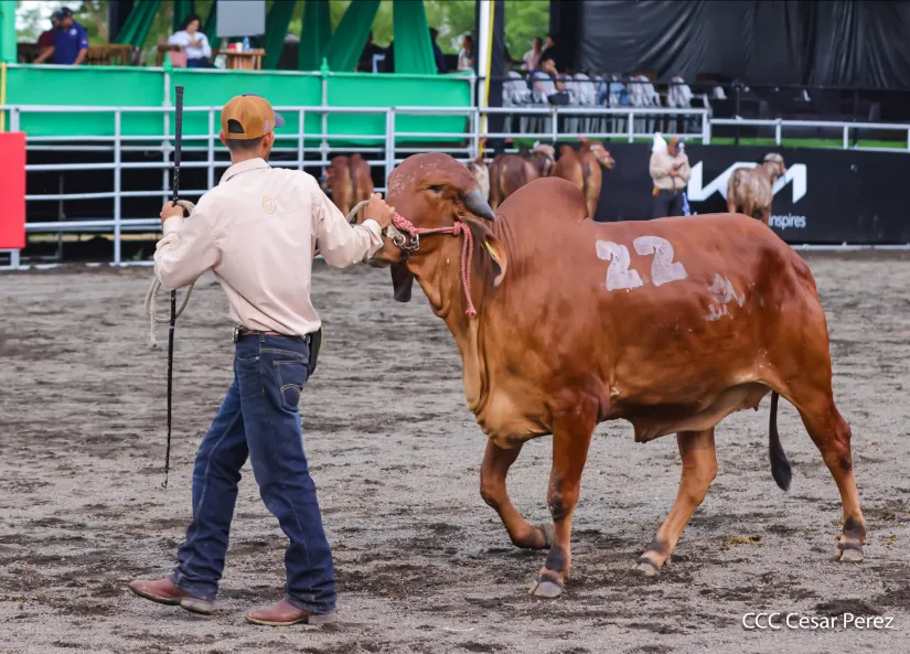 Feria Ganadera Agostina Internacional Managua 2026