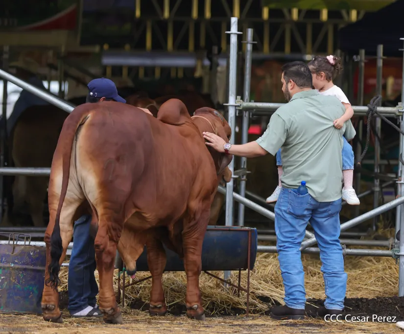 Feria Ganadera Agostina Internacional Managua 2026