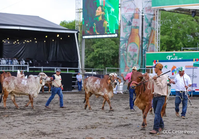 Feria Ganadera Agostina Internacional Managua 2026