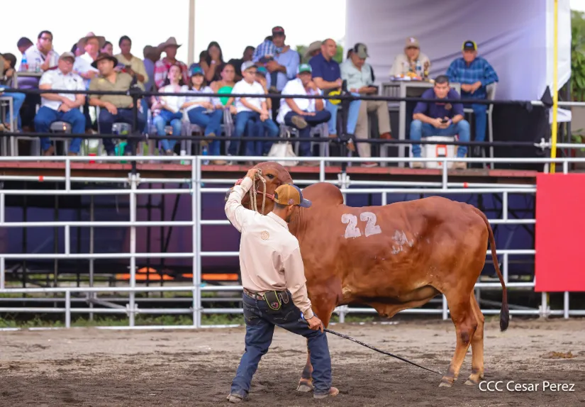Feria Ganadera Agostina Internacional Managua 2026