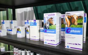 Feria Ganadera Agostina Internacional Managua 2026