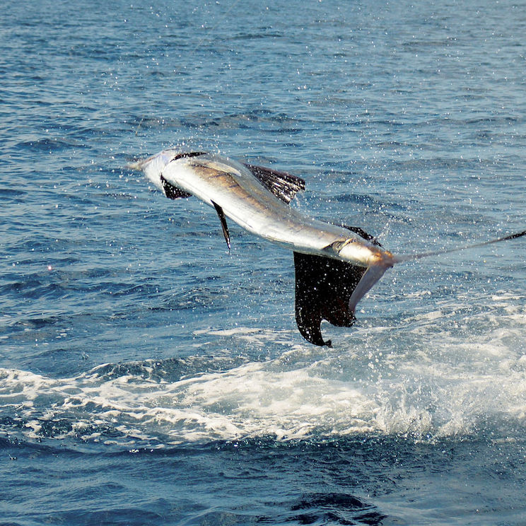 Nicaragua, el mejor destino para la pesca deportiva y recreativa en Am&eacute;rica Central