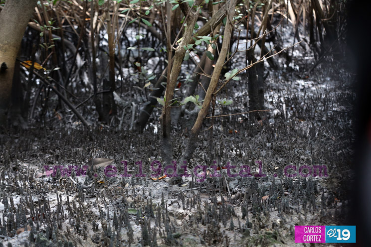 J&oacute;venes ambientalistas brindan amor a la Madre Naturaleza con jornada de limpieza en Puerto Sandino