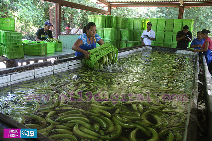 Productores Pl&aacute;tano