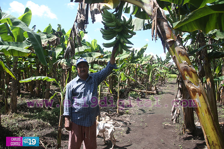 Productores Pl&aacute;tano