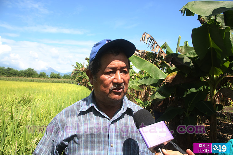 Productores Pl&aacute;tano