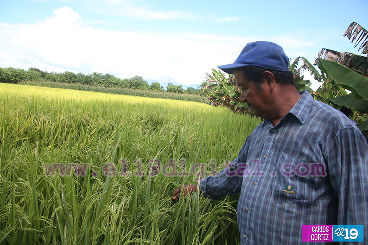 Productores Pl&aacute;tano