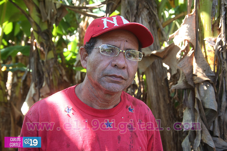 Productores Pl&aacute;tano