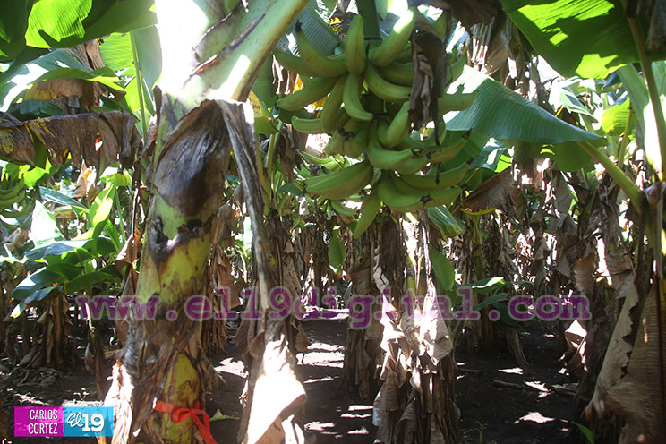 Productores Pl&aacute;tano