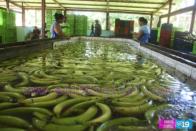 Productores Pl&aacute;tano