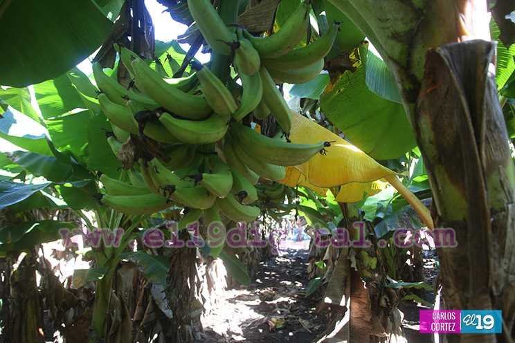Productores Pl&aacute;tano