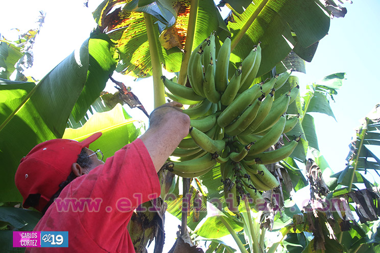 Productores Pl&aacute;tano