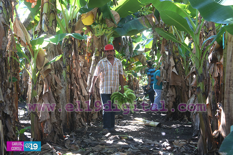 Productores Pl&aacute;tano