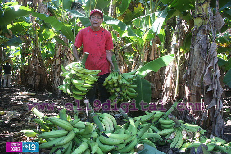 Productores Pl&aacute;tano